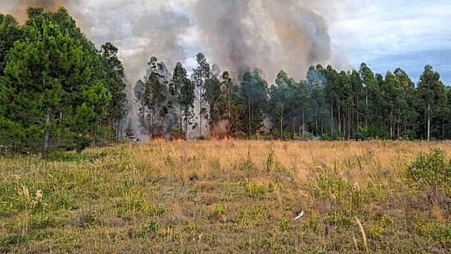 Incendios cerca de Concordia afectan 6.458 hectáreas forestales. Las causas son las lluvias