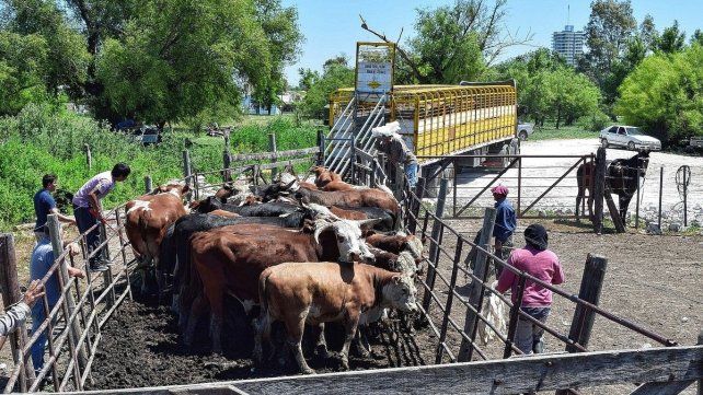 Ganadería: entró en vigencia el Documento Único de Tránsito de Hacienda