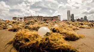 Playas del centro de Mar del Plata fueron invadidas por algas y cápsulas de caracoles