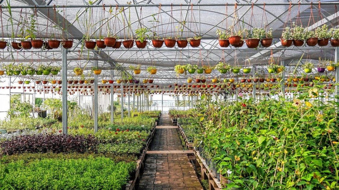 Las lluvias fuera de los habitual están impactando en el ciclo de las plantas Las lluvias fuera de los habitual están impactando en el ciclo de las plantas