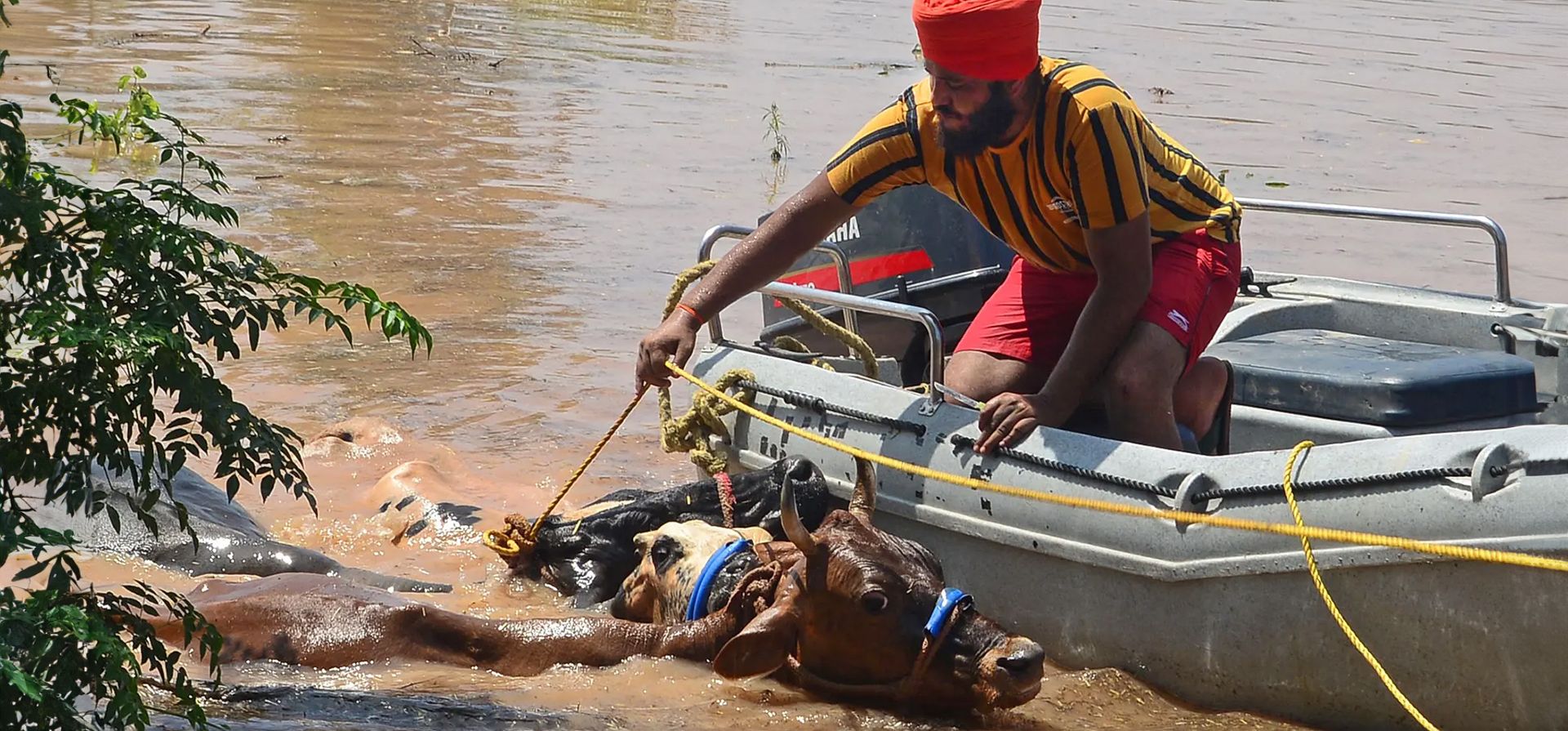 Jalandhar, India. Un aldeano rescata a su ganado en una zona inundada después de fuertes lluvias. Fotografía: Shammi Mehra/AFP/Getty Images Jalandhar, India. Un aldeano rescata a su ganado en una zona inundada después de fuertes lluvias. Fotografía: Shammi Mehra/AFP/Getty Images