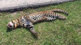 Un gato montés fue atropellado en Entre Ríos.