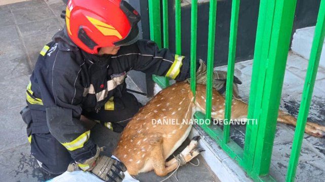 Un ciervo axis quedó atrapado en una reja de un comercio en Concepción del Uruguay y debió ser rescatado por Bomberos Voluntarios de Concepción del Uruguay