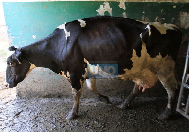 Producción: la lechería lleva dos años creciendo y va hacia un récord
