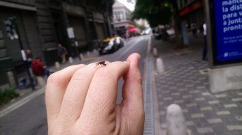 ¿Qué son esos bichos? Moscas extrañas invadieron la ciudad de Rosario ¿Qué son esos bichos? Moscas extrañas invadieron la ciudad de Rosario