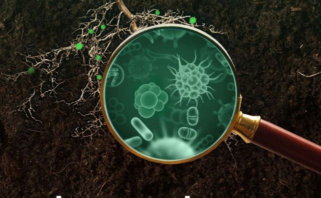 Para elevar la eficiencia y regenerar suelos, la microbiología se une a la fertilización química