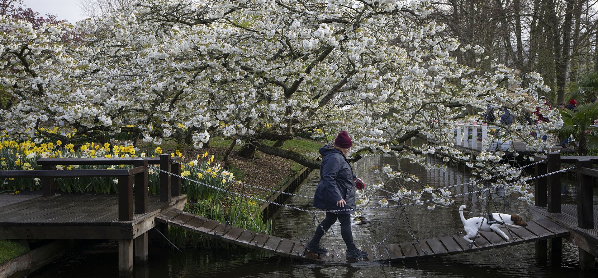 Una mujer y su perro cruzan un canal en el jardín de flores y escaparate holandés de renombre mundial, el Keukenhof en Lisse, Países Bajos, el jueves 13 de abril de 2023. (Foto AP/Peter Dejong)