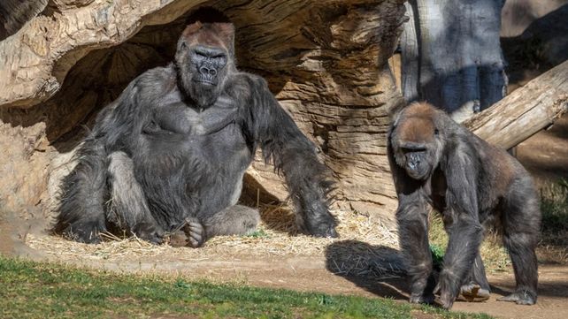 Ocho gorilas del zoológico San Diego dieron positivo por coronavirus