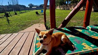 Guarderías para perros: un negocio que crece al ritmo de una nueva forma de vincularse con las mascotas