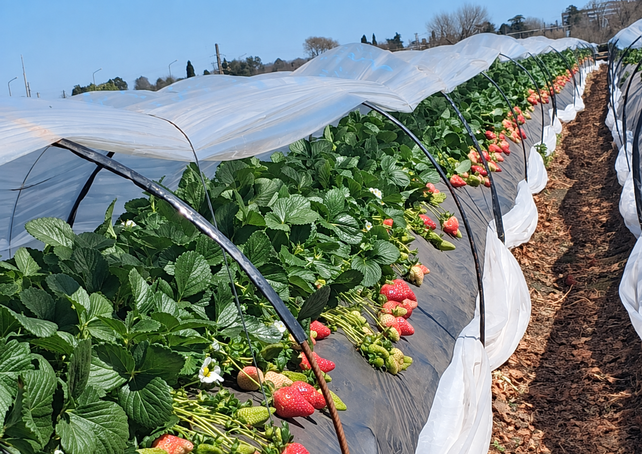Las frutillas pueden ser una alternativa productiva en zonas periurbanas donde las restricciones limitan la agricultura extensiva