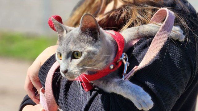 Continúa la Campaña Municipal de Castraciones