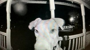 Una perra se escapó, volvió a la madrugada y tocó el timbre