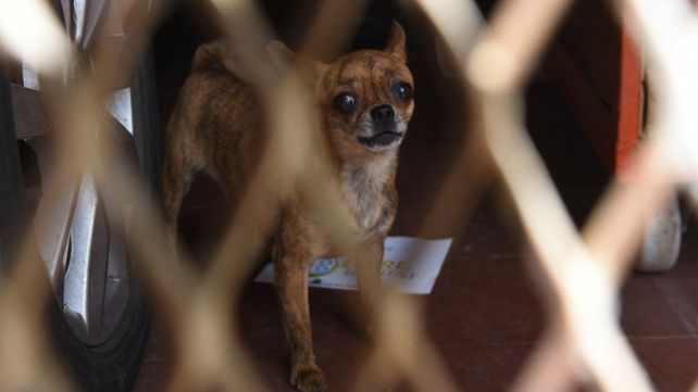 Ley de maltrato hacia los animales