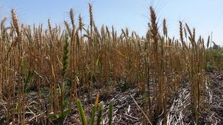 Desastre. La producción de trigo cae 45% respecto del año pasado.