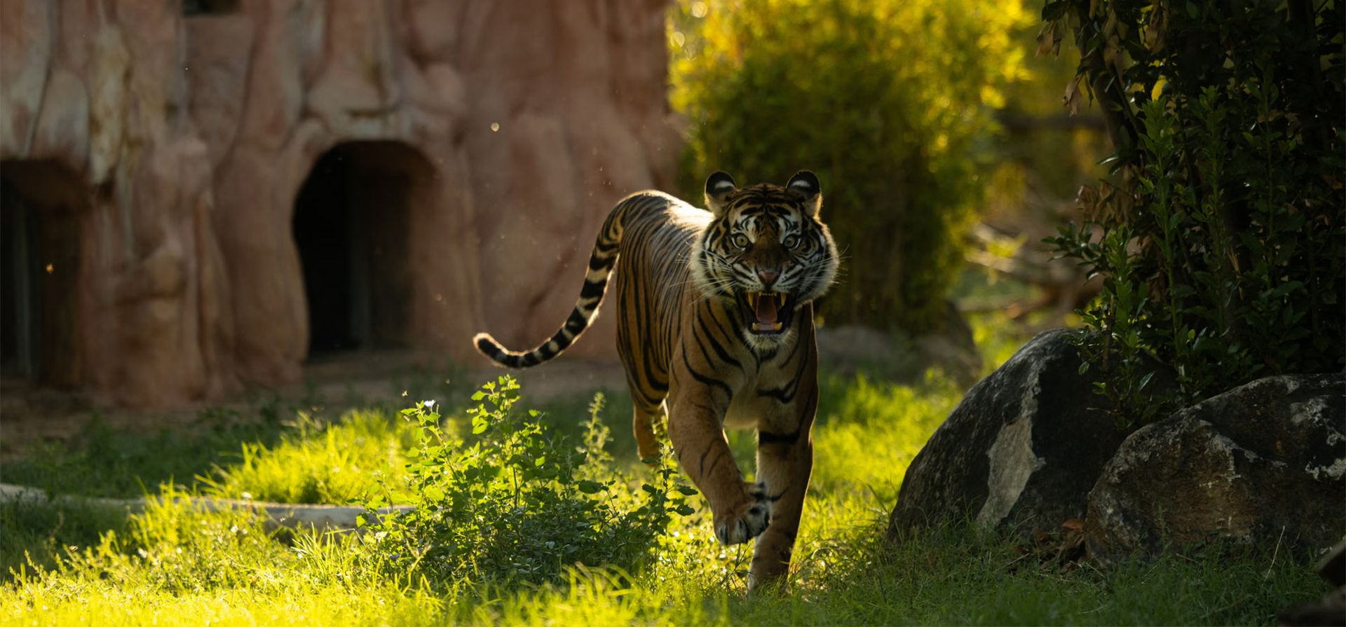 La madre de tres cachorros de tigre de Sumatra recién nacidos camina por su recinto en el parque zoológico de Ática, Spata, Grecia. Fotografía: Stelios Misinas/Reuters La madre de tres cachorros de tigre de Sumatra recién nacidos camina por su recinto en el parque zoológico de Ática, Spata, Grecia. Fotografía: Stelios Misinas/Reuters