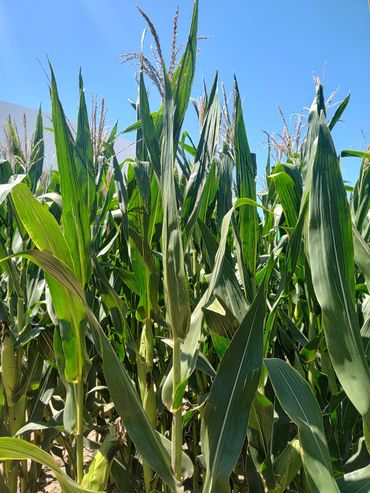 Récord para el maíz argentino: proyectan una cosecha de 71,5 millones de toneladas