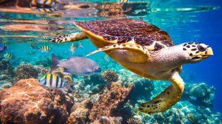 Científicos advierten que una inédita ola de calor marino provocará muertes masivas de especies en el océano Atlántico&nbsp;