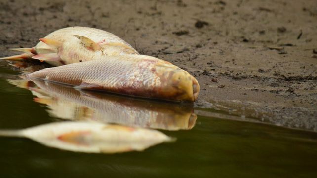 Área de Ambiente analizará las causas de la mortandad de peces en Concepción del Uruguay