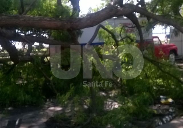 Los carribares de la Costanera quedaron bajo los árboles