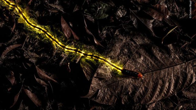 Las imágenes que concursan por el premio al Fotógrafo de Vida Silvestre 2018