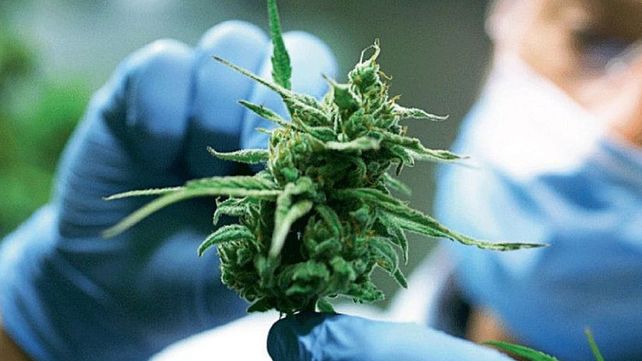 Cannabis medicinal: reglamentaron el registro de autocultivo