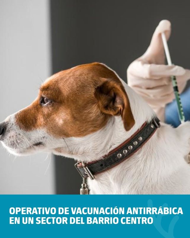 Venado Tuerto: realizan campaña de vacunación de mascotas tras detectase un murciélago con rabia