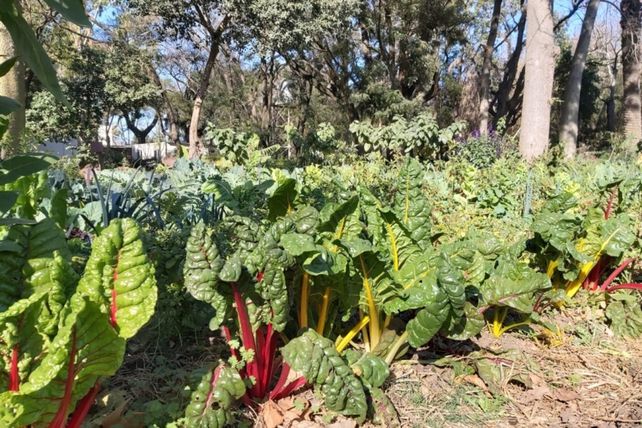 Rosario recibió un premio internacional por un proyecto de agricultura urbana