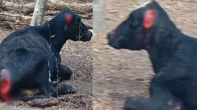Maltrato animal: circula un video de una vaca viva mutilada