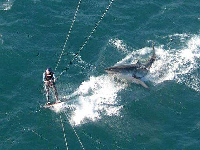 En los últimos dos años se han visto cada vez más tiburones blancos cerca de la costa y también ha aumentado el número de ataques. (Foto archivo)