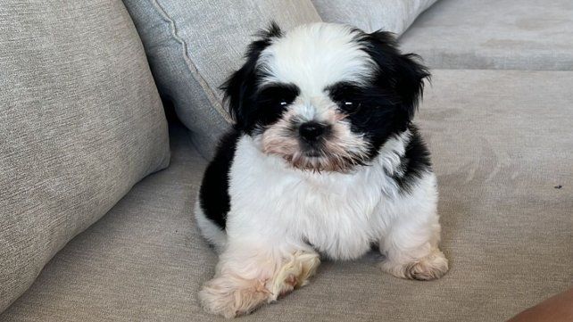 La familia de Droopy Gómez sigue buscando a la mascota robada durante la entradera