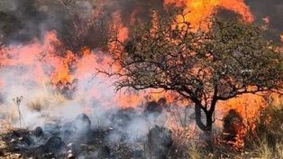 Sin respiro: son más de 190 mil las hectáreas quemadas en incendios forestales en Córdoba