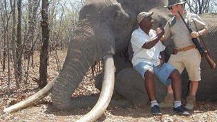 Turista alemán mata a un gran elefante en Zimbabue
