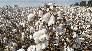 Santa Fe cuenta con 5 empresas que envían su producción algodonera al mundo. En 2022, exportaron 20,7 millones de dólares, representando el 11.5% a nivel nacional.