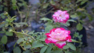 El regalo tradicional por excelencia en el Día de los Enamorados es el tradicional ramo de flores o una planta de interior para la persona amada. Según dice la leyenda el santo de los enamorados, San Valentín, hizo el milagro de devolver la vista a una joven ciega. Ella, en agradecimiento, sembró un rosal en su tumba que florecía sin falta cada 14 de febrero.