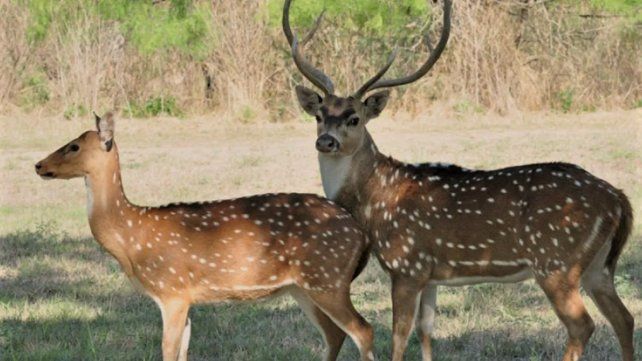 Avanza nueva ley para proteger la fauna y regular la caza en el territorio provincial.