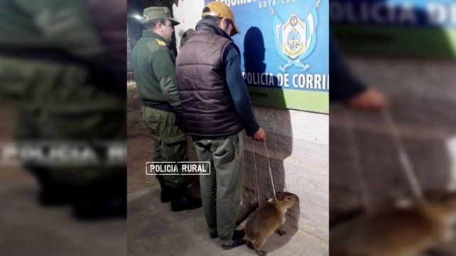 Corrientes: ni el carpincho se salvó del paredón