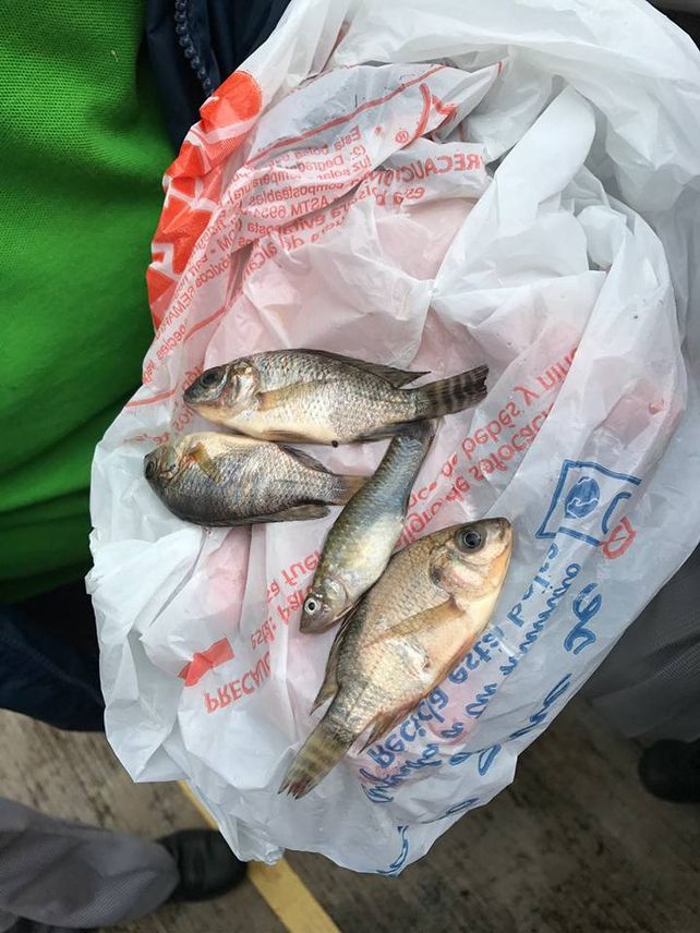 Una lluvia de peces sorprende a una localidad en el norte de México