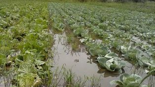 Los productores frutihortícolas siguen aguardando una ayuda
