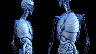 Los científicos continúan descifrando los secretos del cuerpo humano.&nbsp;