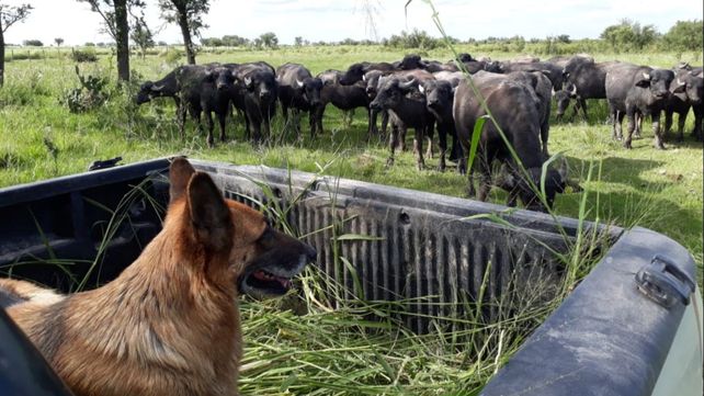 En Esteban Rams (departamento 9 de Julio) un productor empezó hace seis años a criar búfalos.