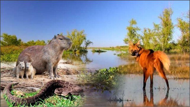 Las crecidas e inundaciones fuerzan a animales silvestres a buscar refugio en zonas urbanas y rutas