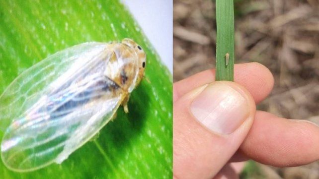 La chicharrita del maíz vuelve a ser detectada en Entre Ríos
