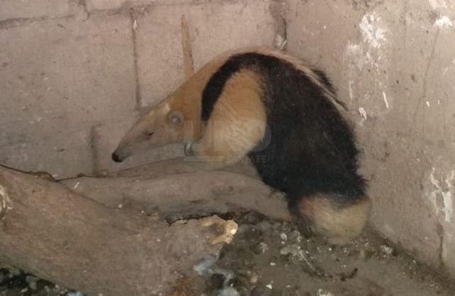 El oso melero rescatado en Calchaqu&iacute;&nbsp;