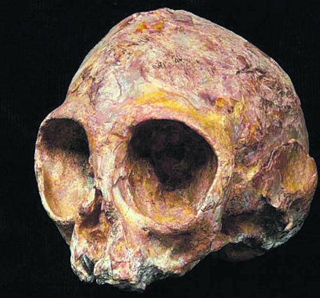 alesi. El cráneo es de una especie llamada Nyanzapithecus alesi.