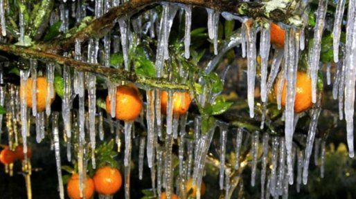Preocupación por las heladas que amenazaron la producción citrícola