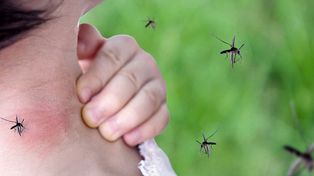 Dengue: prevén un aumento de los casos para 2022