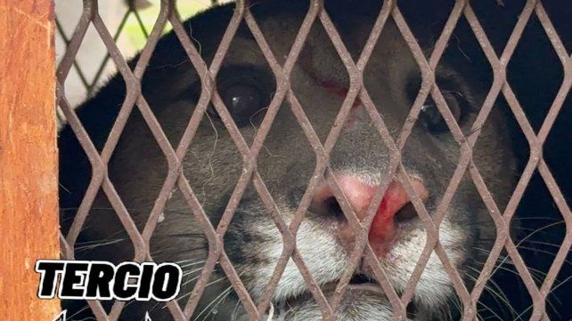 Rescataron un puma que apareció en l patio de una vivienda en Cabaña Leiva Rescataron un puma que apareció en l patio de una vivienda en Cabaña Leiva