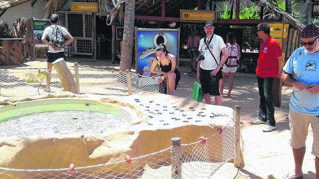 Proyecto Tamar, el santuario de las tortugas