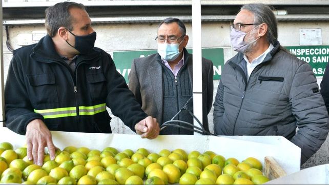Certifican el primer cargamento de limones para exportar a la Unión Europea