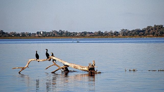 Nuevo humedal en la laguna Setúbal. Foto: gentileza Ignacio Beron.